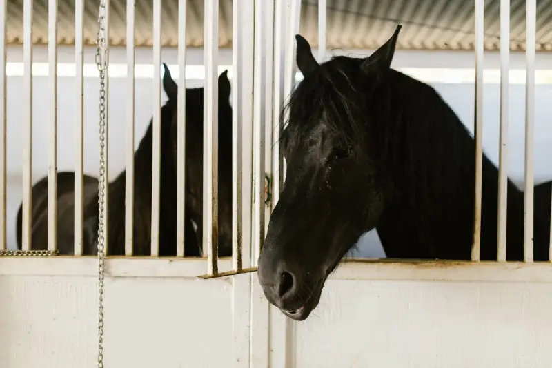Noodstroom paardenhouderij Gelderland: stal, pomp &