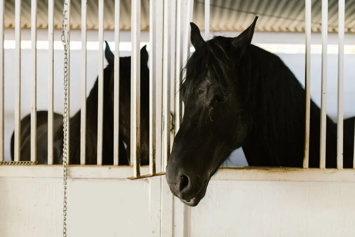 Noodstroom paardenhouderij Gelderland: stal, pomp &